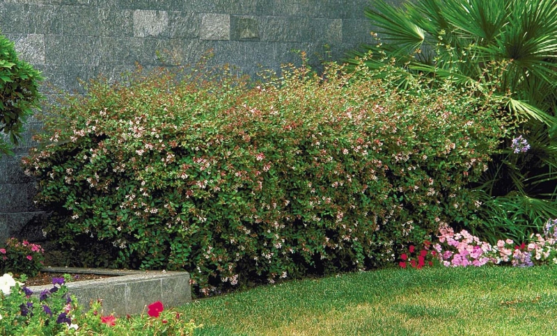 Abelia-Grandflora