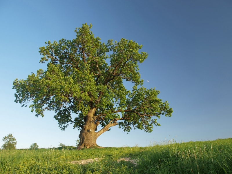 shutterstock_106625477
