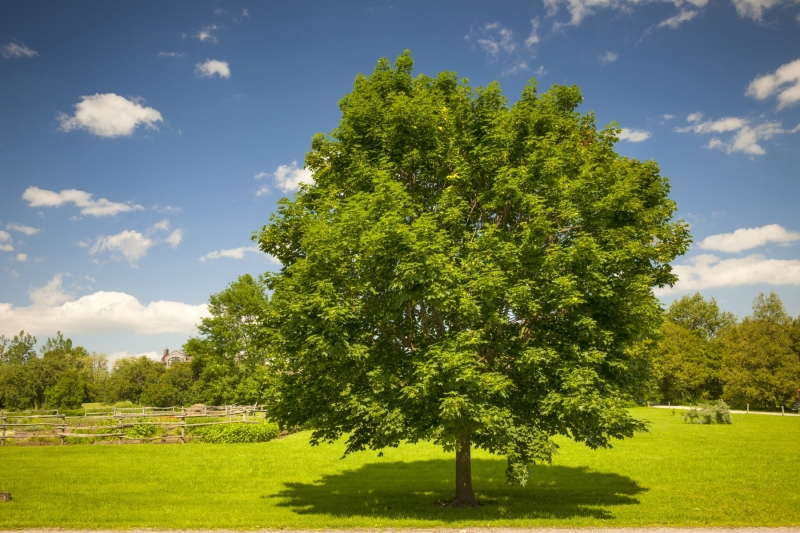 shutterstock_178723310
