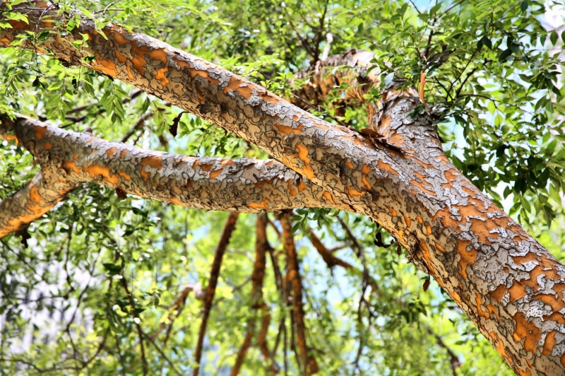 shutterstock_19282879