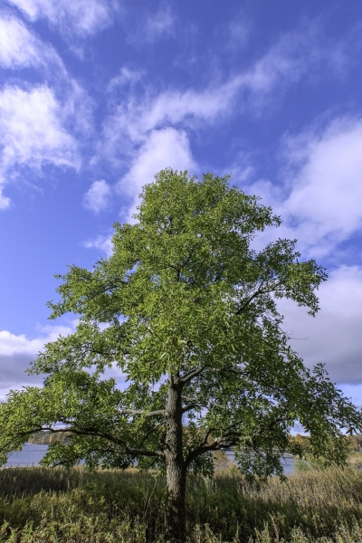 shutterstock_252648685