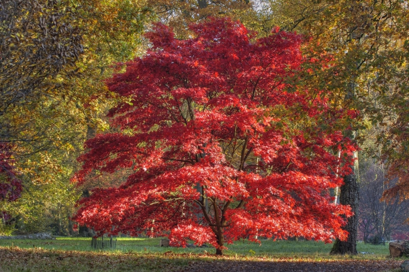 shutterstock_55454488